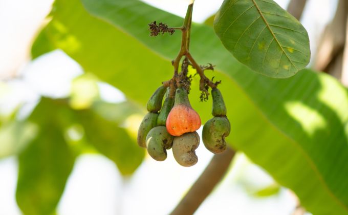 Oříšek, který pálí: Temná strana oblíbené pochoutky k televizi, o které možná nevíte