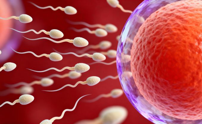 Vajíčko není pasivní trofej, spíš nekompromisní režisér. „Závod spermií“ je vědecký nesmysl