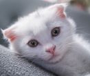 Může mít váš pes ADHD? A proč některé kočky končí na antidepresivech