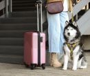 Na dovolenou se psem nestačí pas. Veterinářka upozorňuje na chyby, které mohou zkazit celý pobyt