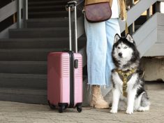 Na dovolenou se psem nestačí pas. Veterinářka upozorňuje na chyby, které mohou zkazit celý pobyt