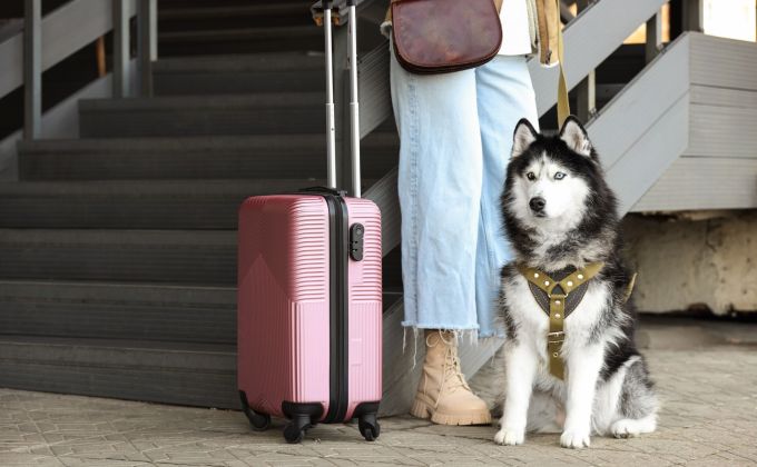 Na dovolenou se psem nestačí pas. Veterinářka upozorňuje na chyby, které mohou zkazit celý pobyt