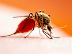 Komáři s nebezpečnými viry míří i do Česka, oteplování jim vytváří nové domovy