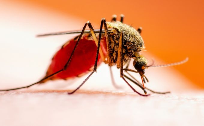 Komáři s nebezpečnými viry míří i do Česka, oteplování jim vytváří nové domovy