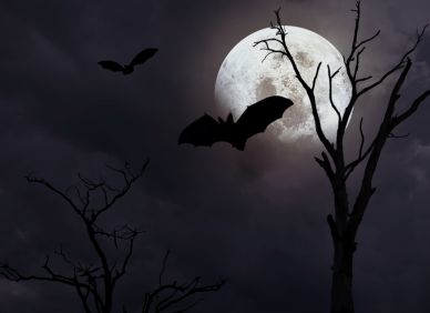 Netopýr má příšerné PR. Za svou pověst ale nemůže, vymysleli jsme mu ji my