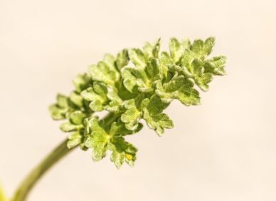 Hořká pravda o zdraví: Chuť, kterou nemáme rádi, ale naše tělo ji miluje