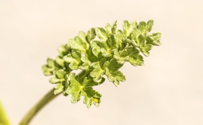 Hořká pravda o zdraví: Chuť, kterou nemáme rádi, ale naše tělo ji miluje