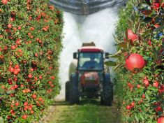 Až sedm pesticidů v jednom jablku. Většina z nich by jako výživa pro kojence neprošla, varuje evropská zpráva