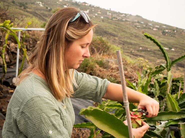 ostrovchuti betyzastrihuje