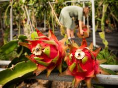 „Česko je pro obchodníky s ovocem druhá liga.“ Farmářka z La Palmy vysvětluje proč