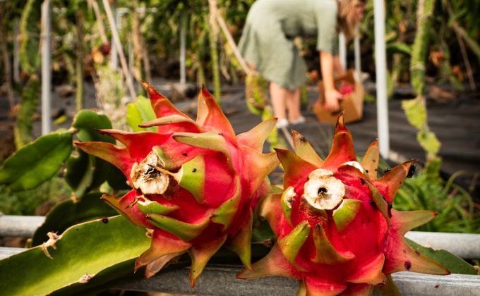 „Česko je pro obchodníky s ovocem druhá liga.“ Farmářka z La Palmy vysvětluje proč