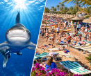 Proč se žraloci objevují u egyptských hotelů? K pobřeží je může přitahovat i jedna věc, kterou dělají turisté