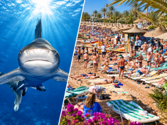 Proč se žraloci objevují u egyptských hotelů? K pobřeží je může přitahovat i jedna věc, kterou dělají turisté