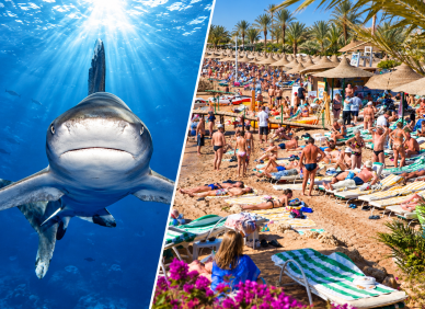 Proč se žraloci objevují u egyptských hotelů? K pobřeží je může přitahovat i jedna věc, kterou dělají turisté