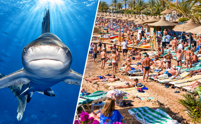 Proč se žraloci objevují u egyptských hotelů? K pobřeží je může přitahovat i jedna věc, kterou dělají turisté