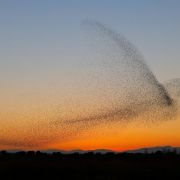 Fotogalerie: Špačci se zformovali do obrazce obřího ptáka