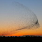 Fotogalerie: Špačci se zformovali do obrazce obřího ptáka