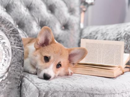 Pes Jejího Veličenstva: poučný román nejen pro milovníky zvířat 