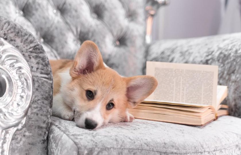 Pes Jejího Veličenstva: poučný román nejen pro milovníky zvířat 