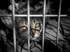 115 milionů zvířat ročně trpí testováním. Má to však smysl, když mají jinou anatomii?