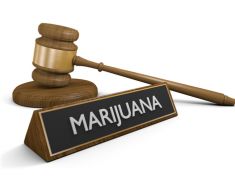 Co by se stalo, kdyby se u nás legalizovalo konopí? 