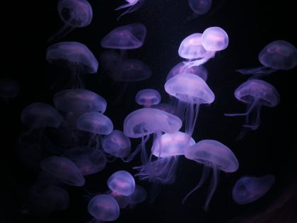 Medúzy i pleny zanášejí planetu. Řešení je prý vyrábět pleny přímo z medúz!