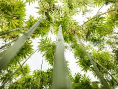 Sedm způsobů, jak může technické konopí zachránit svět