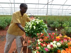 Řezané kytky: Skutečně je důvod k radosti? 