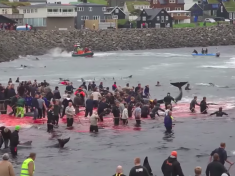 Faerské ostrovy nevynechaly krvavý masakr ani tento rok