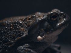 Bufo Alvarius: Mohou vám psychedelika z žáby změnit život?