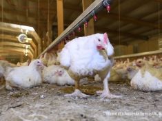 40 dní trápení, 200 kilometrů na jatka: Jak jdou kuřata do prodeje