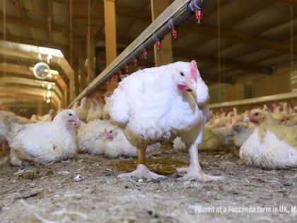 40 dní trápení, 200 kilometrů na jatka: Jak jdou kuřata do prodeje