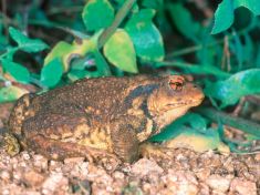 Žabička, Ája, LSD, microdosing: Jak se Češi baví (s) psychedeliky 