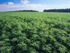 Izrael se může stát největší konopnou pěstírnou na světě