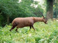 Vědí o něm, ale nikdy ho neviděli. Vědci v Asii zachraňují tajemného dvojrožce
