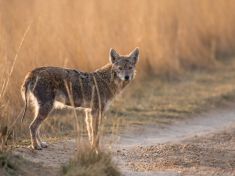 Kojoti se stahují do měst. Jde o zabijáky, nebo je to pověra?