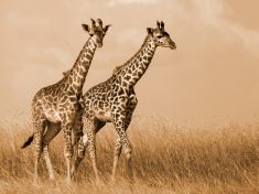 Samci žiraf bojují na férovku. Vyzývají vždy stejně silné soupeře