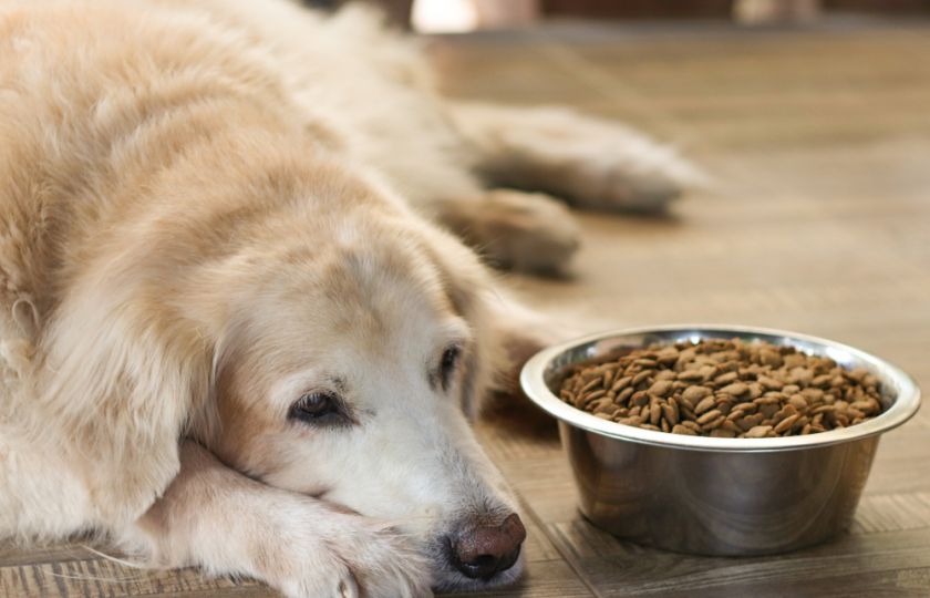 Psi truchlí, pokud v domácnosti umře jiný pes. Mají se o to víc k lidem