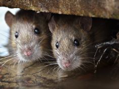 Prosinec: Rychlá Krysa by vás měla probudit