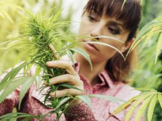 Známe pět nejžhavějších pracovních pozic v konopném sektoru