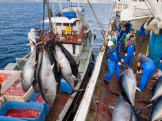 Je český kapr ve větším stresu než mořská ryba? Spíš naopak