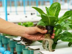 Hydroponie: Jde o jedinou zemědělskou technologii budoucnosti?