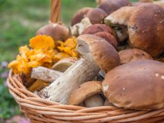 Některé houby dokážou zpomalit stárnutí. Patří mezi ně i naše hřiby