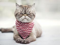 Floweek: Roztomilé kočičky a zmatky v Janách Nagyových