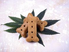 Konopí pomáhá i domácím mazlíčkům. Zatím neoficiálně