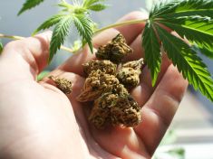 Proč vlastně konopí léčí? Je ověřené už pět tisíc let