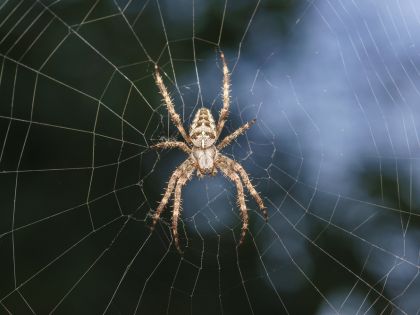 Proč se pavouk nezamotá? Hedvábí pavučin odolává kroucení