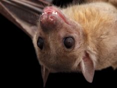 Floweek: Politika jako energetický upír a Okamura jako premiér