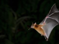 V pondělí nastane noc netopýrů, záhadných akrobatů tmy