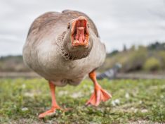 Floweek: Martin přijel na bílé huse. Ta nebyla k dostání